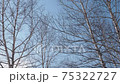Birch trees swaying in the wind before dusk in winter 75322727