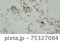 Microscopic video of many marine plankton 1 (100x) 75327084