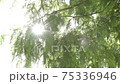 Sunlight through the fresh green 75336946
