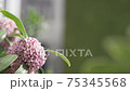 Daphne flower (slow motion) 75345568