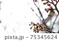 Looking up at the sky and buds of cherry blossoms 75345624