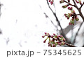 Looking up at the sky and buds of cherry blossoms 75345625