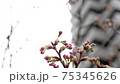 Looking up at the sky and buds of cherry blossoms 75345626