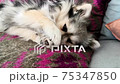 Cute fluffy pomchi puppy dog playing on couch 75347850