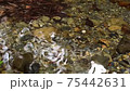 Water surface of a stream 75442631