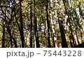 Morning cedar forest 75443228