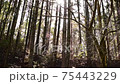 Overgrown cedar 75443229