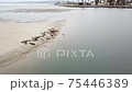 Family of Harbor seals resting on a estuary beach 75446389