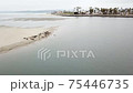 Family of Harbor seals resting on a estuary beach 75446735
