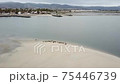 Family of Harbor seals resting on a estuary beach 75446739
