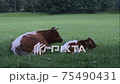 Native Slovenian brown cattle Cika grazing on pasture 75490431
