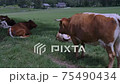 Native Slovenian brown cattle Cika grazing on pasture 75490434