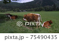 Native Slovenian brown cattle Cika grazing on pasture 75490435