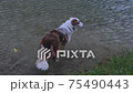 Australian shepherd standing in water 75490443