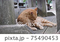 Orange cat cleaning fur 75490453