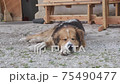 Cute shepherd dog sleeps in fron of vintage house 75490477