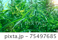 Cannabis in the natural environment under the open sky 75497685