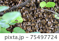 Wild bees. Swarm of bees on a tree. 75497724