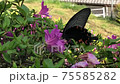 Garden plants and black butterflies 75585282