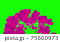 Animation of hearts flying in different directions on a green screen. Transparent love valentine romantic background. Template for video 75660973