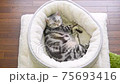 ベッドで洗顔する猫の動画 75693416