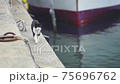 Ainoshima cat 75696762