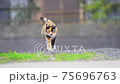 Ainoshima cat 75696763