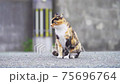 Ainoshima cat 75696764