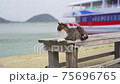 Ainoshima cat 75696765