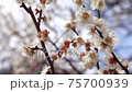 plum	 75700939