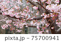 Cherry Blossoms	 75700941