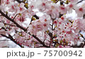 Sakura 75700942