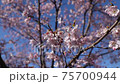 Cherry Blossoms	 75700944
