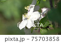 Apple tree (Malus domestica), blossoms of springtime Apple tree (Malus domestica), blossoms of springtime 75703858