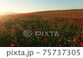 Panoramic video of a flowering poppy field with red poppies 75737305