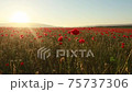 Field with red poppies in the counter light of sunlight 75737306