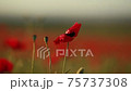 Red poppy flower close-up with a blurred substrate 75737308