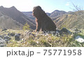 Bergamasco Shepherd dog attentive to what happens around him Bergamasco Shepherd dog attentive to what happens around him 75771958