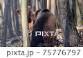Two brown adult bears play or fight in the spring forest. Wild animals in the natural environment  75776797