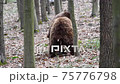 Two brown adult bears play or fight in the spring forest. Wild animals in the natural environment  75776798