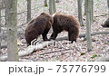 Two brown adult bears play or fight in the spring forest. Wild animals in the natural environment  75776799