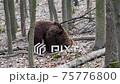 Two brown adult bears play or fight in the spring forest. Wild animals in the natural environment  75776800