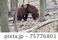 Two brown adult bears play or fight in the spring forest. Wild animals in the natural environment  75776801