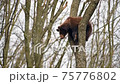 Brown bear cub climbs a tall tree and plays. Wild animals in the natural environment  75776802