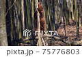 Adult brown bear in the spring forest peels the bark from a tree 75776803