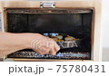 Close-up view of woman's hand putting cookies into oven. 75780431