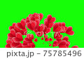 Animation of hearts flying in different directions on a green screen. Transparent love valentine romantic background. Template for video 75785496