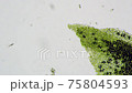 Microscopic video of radish leaves (100x) 75804593