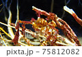 模仿海藻的螃蟹 75812082