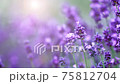 Lavender field in sunlight.  75812704